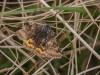 Euclidia glyphica